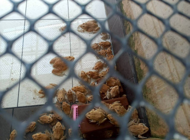 นางสาวสอาดจิต ประสงค์สิน สหกรณ์จังหวัดนครนายก ... พารามิเตอร์รูปภาพ 11