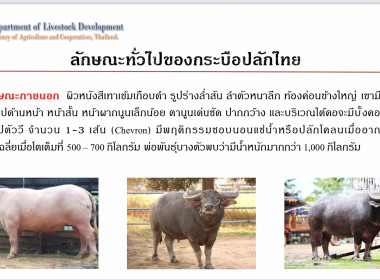 เข้าร่วมโครงการฝึกอบรมหลักสูตรเสริมทักษะอาชีพเกษตรกรเฉพาะด้าน ผ่านระบบสื่อสารทางไกล Zoom Meeting ในหัวข้อวิชา “การบริหารจัดการฟาร์มโคเนื้อและกระบือ” ... พารามิเตอร์รูปภาพ 4